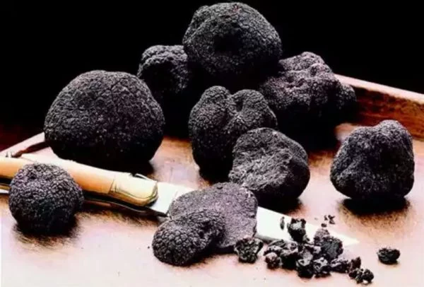 BLACK TRUFFLE (TUBER MELANOSPORUM) FRESH Kg (DECEMBER - MARCH)